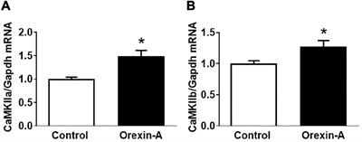 Activation of Orexin System Stimulates CaMKII Expression